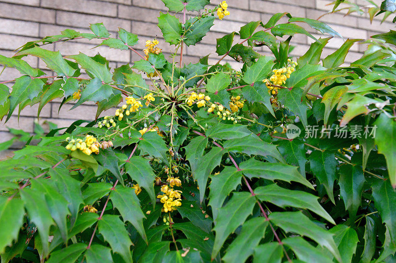 红花/小檗/俄勒冈葡萄-冬青的花和果